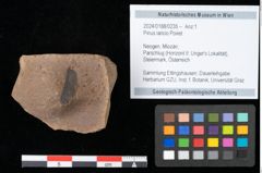 Foto (Objekt + Etikett) von Pinus laricio Poiret (NHMW-GEO-2024-0188-0235)